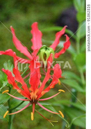 Gloriosa flowers in full bloom Gardening summer flowers Gloriosa flowers in full bloom Gardening summer flowers 91862816