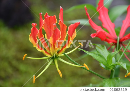 Gloriosa flowers in full bloom Gardening summer flowers 91862819