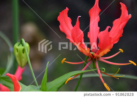 Gloriosa flowers in full bloom Gardening summer flowers 91862828