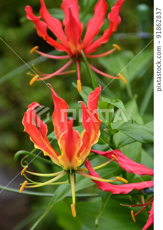 Gloriosa flowers in full bloom Gardening summer flowers 91862837