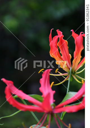 Gloriosa flowers in full bloom Gardening summer flowers Gloriosa flowers in full bloom Gardening summer flowers 91862841