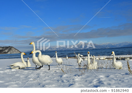 Swan in Lake Inawashiro Swan in Lake Inawashiro 91862940