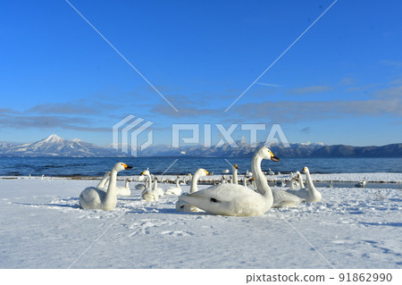 Swan in Lake Inawashiro 91862990