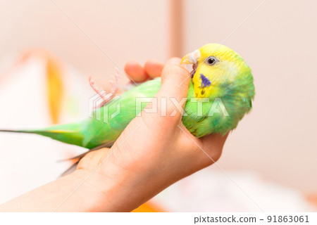 Budgerigar in the hands of a child Budgerigar in the hands of a child 91863061
