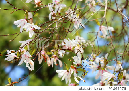 Sidekobushi花 Sidekobushi花 91863676