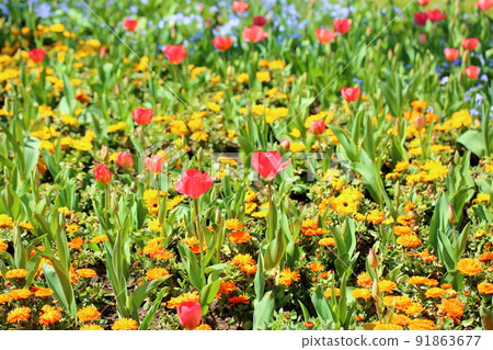 鬱金香花 鬱金香花 91863677