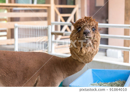 I thought I saw a llama eating, but it might be an alpaca. 91864010