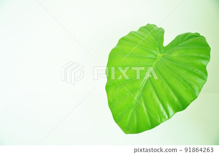 Heart-shaped leaf Alocasia leaf Heart-shaped leaf Alocasia leaf 91864263