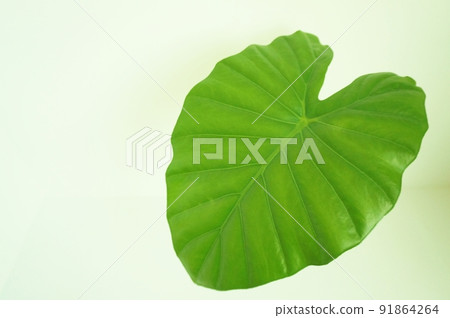 Heart-shaped leaf Alocasia leaf Heart-shaped leaf Alocasia leaf 91864264