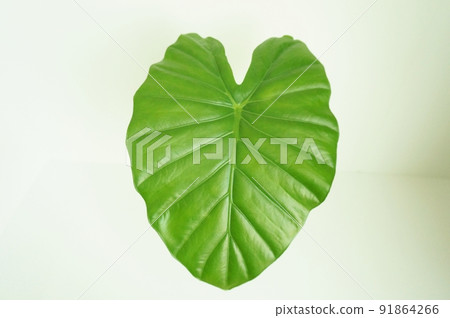 Heart-shaped leaf Alocasia leaf Heart-shaped leaf Alocasia leaf 91864266