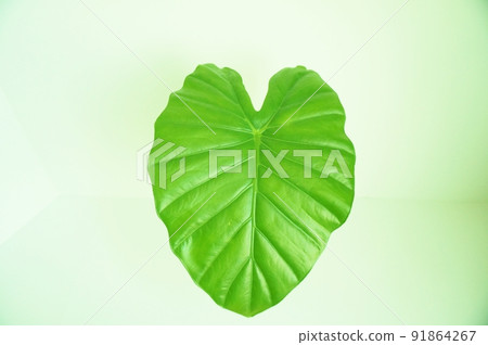 Heart-shaped leaf Alocasia leaf Heart-shaped leaf Alocasia leaf 91864267