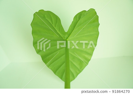 Heart-shaped leaf Alocasia leaf Heart-shaped leaf Alocasia leaf 91864270