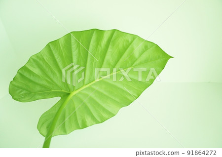 Heart-shaped leaf Alocasia leaf 91864272