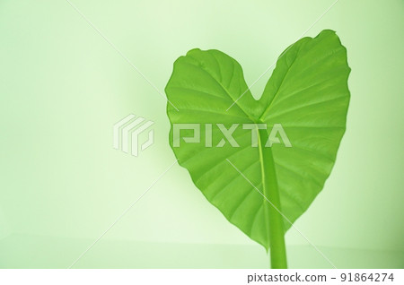 Heart-shaped leaf Alocasia leaf Heart-shaped leaf Alocasia leaf 91864274