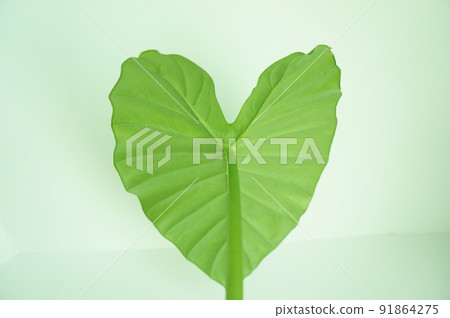 Heart-shaped leaf Alocasia leaf 91864275
