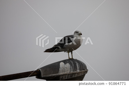 EOS5D. Hiroshima Onomichi approaches seagulls. 91864771