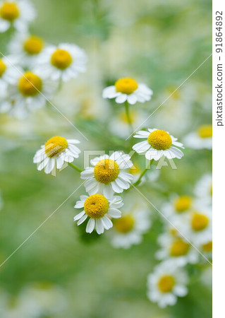 Chamomile flowers Chamomile flowers 91864892