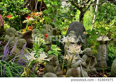 Yamato City Flower Temple Josenji Temple Higanbana Yamato City Flower Temple Josenji Temple Higanbana 91864975