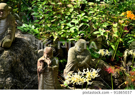 大和市花寺 城泉寺 彼岸花 大和市花寺 城泉寺 彼岸花 91865037