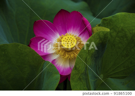 紅蓮開綠荷葉 91865100