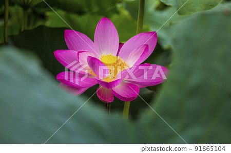 紅蓮開綠荷葉 91865104