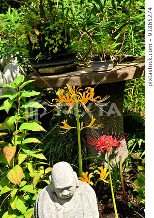 大和市花寺 城泉寺 彼岸花 大和市花寺 城泉寺 彼岸花 91865274