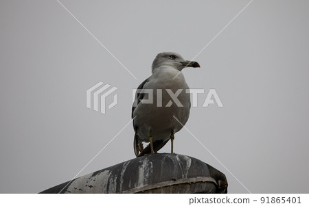 EOS5D. Hiroshima Kure, short-distance seagull. EOS5D. Hiroshima Kure, short-distance seagull. 91865401