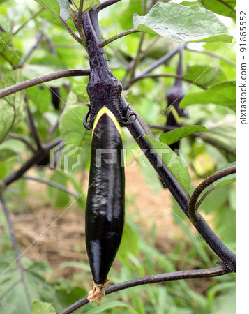 Eggplant field chief eggplant Eggplant field chief eggplant 91865552