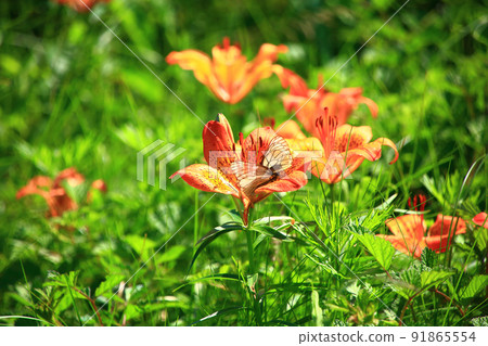 Ezosukashiyuri 和 Ezoshirocho 91865554