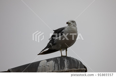 EOS5D. Hiroshima Kure, a seagull that doesn't notice. 91865557