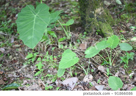 colocasia gigantea(蓮藕)的生長 colocasia gigantea(蓮藕)的生長 91866086