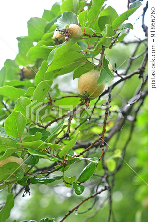 樹:柑橘玫瑰家庭 樹:柑橘玫瑰家庭 91866260