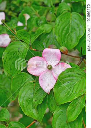 Tree: Yamabote Family 91866270