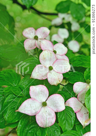 Tree: Yamabote Family 91866273