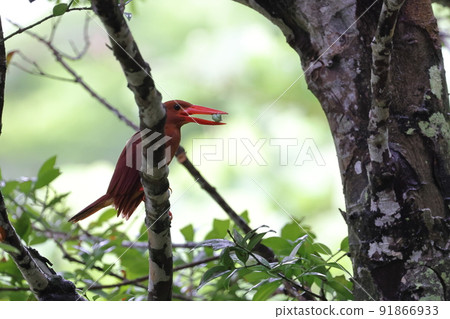 Creatures Birds Eat Ruddy Kingfisher and Leptopoma perlucida. I broke the shell properly and ate it Creatures Birds Eat Ruddy Kingfisher and Leptopoma perlucida. I broke the shell properly and ate it 91866933