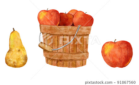 Hand drawn watercolor illustration of apple pear in basket bucket. Fall autumn organic harvest farmhouse cottage art. Thanksgiving clipart. 91867560