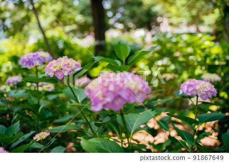 Pink hydrangea blooming in the park Pink hydrangea blooming in the park 91867649