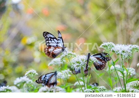 Migratory butterflies Chestnut tiger and Eupatorium makinensis 91868612