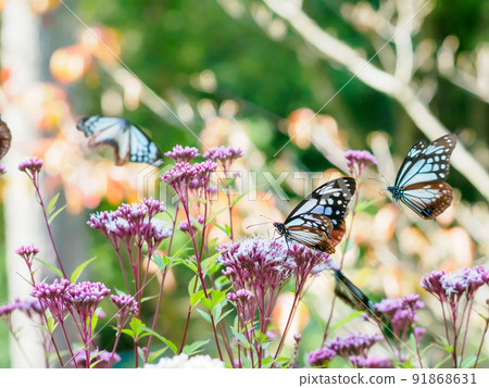 遷徙前的栗虎 遷徙前的栗虎 91868631