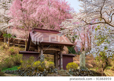 秩父的春天，櫻花隱藏的名勝埼玉聖福寺 91868959