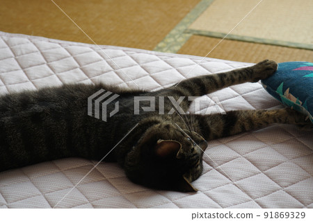 睡在蒲團上的貓 91869329