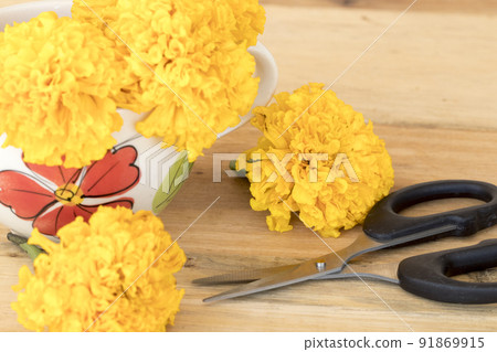 yellow marigolds in cup local flora of asia in cup with scissors yellow marigolds in cup local flora of asia in cup with scissors 91869915