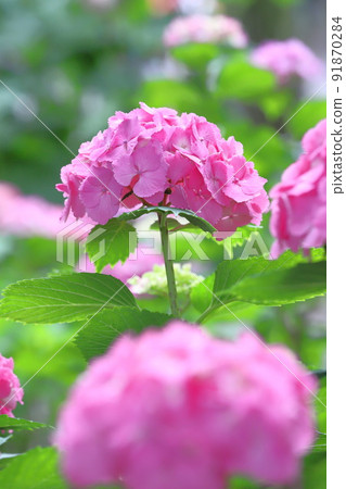 Hydrangea of pink color 91870284