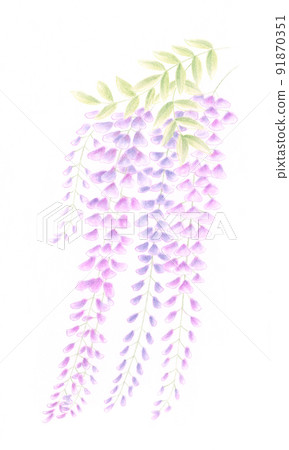 粉彩：紫藤花 91870351