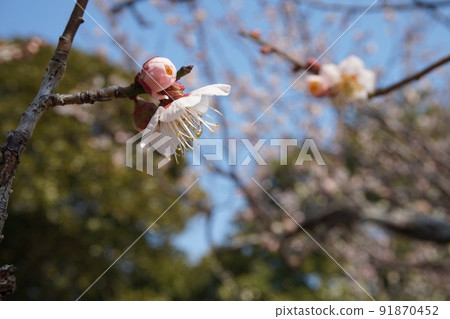 Plum blossom  91870452