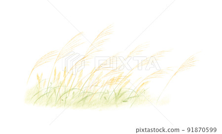Pastel: Japanese pampas grass 1 Pastel: Japanese pampas grass 1 91870599
