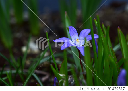 獨輪千鳥之草 獨輪千鳥之草 91870817