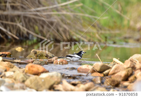 Bathing in the cabbage Bathing in the cabbage 91870858