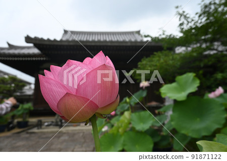 7月初去的京都市法金宮院的荷花很美。 91871122