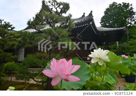 我在初夏的早晨崇拜的京都市的Houkongouin蓮花很漂亮。 91871124